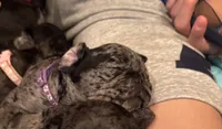 Purple female, a female Pug for sale in Boston, MA – 4 of 10