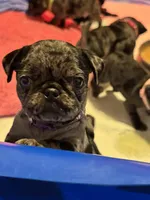 Purple female, a female Pug for sale in Boston, MA – 6 of 10