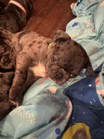 Green Male Puppy, a male Pug for sale in Boston, MA – 7 of 10