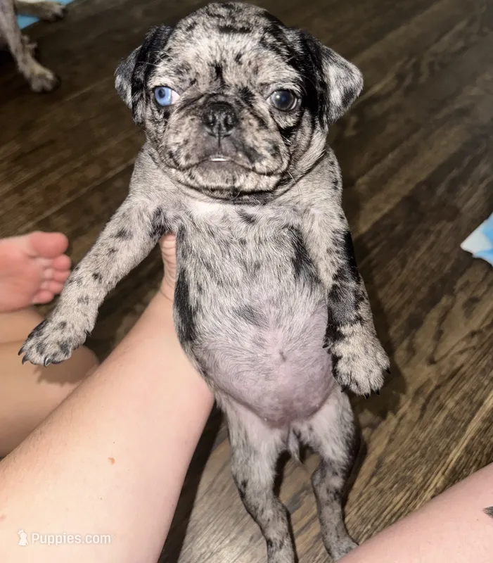 Purple female – Pug puppy for sale in Boston, MA