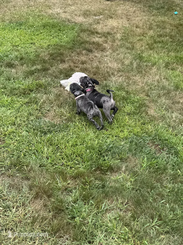 Light Pink Female – Pug puppy for sale in Boston, MA