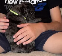 Green Male Puppy, a male Pug for sale in Boston, MA – 8 of 10