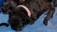 Light Pink Female, a female Pug for sale in Boston, MA – 3 of 8