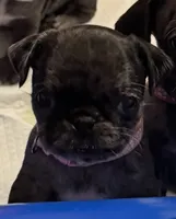 Light Pink Female, a female Pug for sale in Boston, MA – 8 of 8