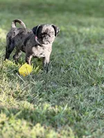 Light Pink Female, a female Pug for sale in Boston, MA – 10 of 10
