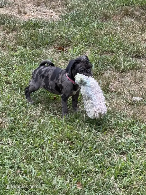 Dark Pink Female – Pug puppy for sale in Boston, MA