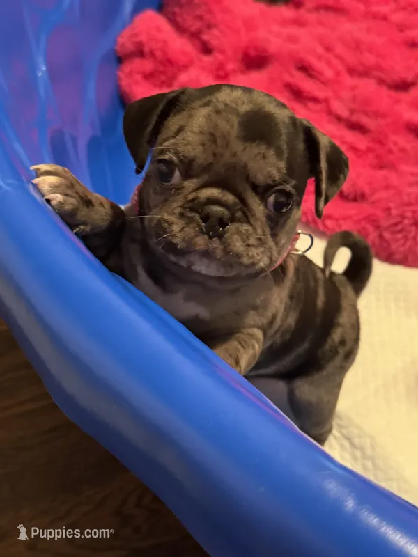 Dark Pink Female – Pug puppy for sale in Boston, MA
