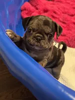 Dark Pink Female, a female Pug for sale in Boston, MA – 1 of 8