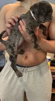 Light Pink Female, a female Pug for sale in Boston, MA – 4 of 10