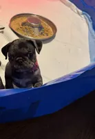 Dark Pink Female, a female Pug for sale in Boston, MA – 4 of 8