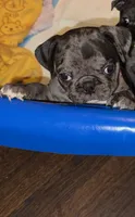 Dark Pink Female, a female Pug for sale in Boston, MA – 3 of 8