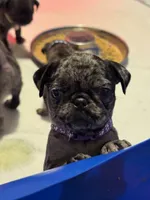 Purple female, a female Pug for sale in Boston, MA – 8 of 10