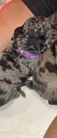 Purple female, a female Pug for sale in Boston, MA – 10 of 10