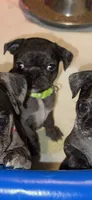 Green Male Puppy, a male Pug for sale in Boston, MA – 4 of 10