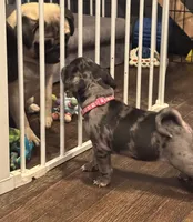 Dark Pink Female, a female Pug for sale in Boston, MA – 8 of 8