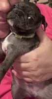 Green Male Puppy, a male Pug for sale in Boston, MA – 6 of 10
