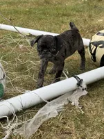 Light Pink Female, a female Pug for sale in Boston, MA – 7 of 10