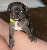 Green Male Puppy, a male Pug for sale in Boston, MA – 1 of 10