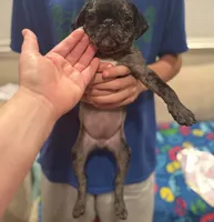 Light Pink Female, a female Pug for sale in Boston, MA – 8 of 10