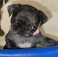 Light Pink Female, a female Pug for sale in Boston, MA – 5 of 8