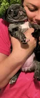 Dark Pink Female, a female Pug for sale in Boston, MA – 7 of 8