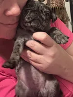 Purple female, a female Pug for sale in Boston, MA – 3 of 10
