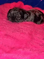 Purple female, a female Pug for sale in Boston, MA – 7 of 10