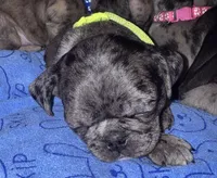 Green Male Puppy, a male Pug for sale in Boston, MA – 5 of 10