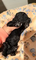 Raven, a female Poodle - Standard  for sale in Marshall, TX – 1 of 2