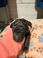 Raven, a female Poodle - Standard  for sale in Marshall, TX – 2 of 2