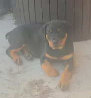 Lime collar female, a female Rottweiler for sale in Dunnellon, FL – 2 of 10