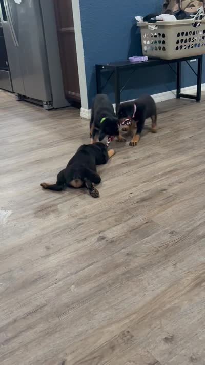 Lime collar female, a female Rottweiler for sale in Dunnellon, FL – 10 of 10
