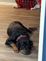 Lime collar female, a female Rottweiler for sale in Dunnellon, FL – 6 of 10