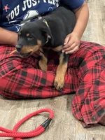 Lime collar female, a female Rottweiler for sale in Dunnellon, FL – 9 of 10