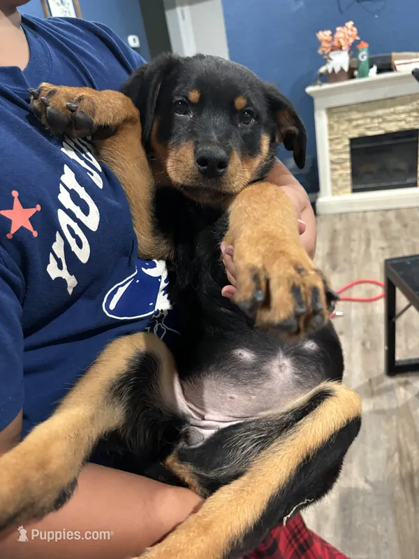 Lime collar female – Rottweiler puppy for sale in Dunnellon, FL
