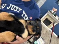 Lime collar female, a female Rottweiler for sale in Dunnellon, FL – 8 of 10