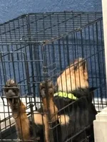 Lime collar female, a female Rottweiler for sale in Dunnellon, FL – 5 of 10
