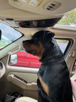 Lime collar female, a female Rottweiler for sale in Dunnellon, FL – 4 of 10