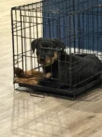 Lime collar female, a female Rottweiler for sale in Dunnellon, FL – 7 of 10