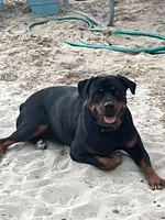Lime collar female, a female Rottweiler for sale in Dunnellon, FL – 3 of 10