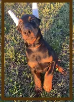 Brown, a male Doberman Pinscher for sale in Ava, MO – Photo 2 of 9