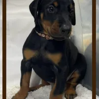 Brown, a male Doberman Pinscher for sale in Ava, MO – Photo 4 of 6