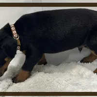 Brown, a male Doberman Pinscher for sale in Ava, MO – Photo 6 of 6