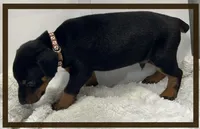 Brown, a male Doberman Pinscher for sale in Ava, MO – Photo 2 of 2