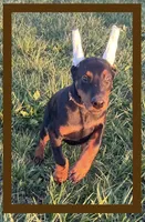 Brown, a male Doberman Pinscher for sale in Ava, MO – Photo 3 of 9