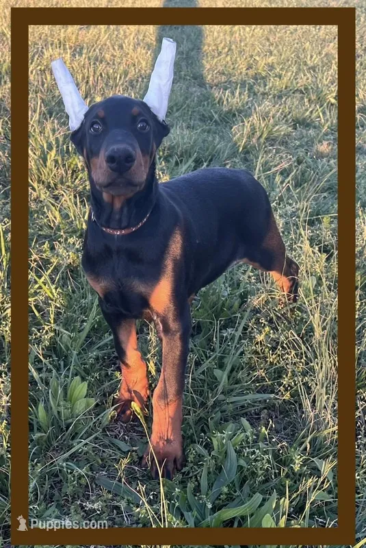 Brown, a male Doberman Pinscher for sale in Ava, MO – Photo 1 of 9