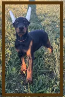 Brown, a male Doberman Pinscher for sale in Ava, MO – Photo 1 of 9