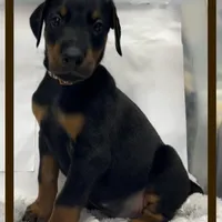 Brown, a male Doberman Pinscher for sale in Ava, MO – Photo 3 of 6