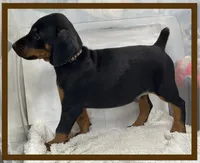 Brown, a male Doberman Pinscher for sale in Ava, MO – Photo 2 of 6