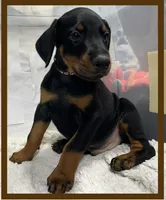 Brown, a male Doberman Pinscher for sale in Ava, MO – Photo 1 of 6